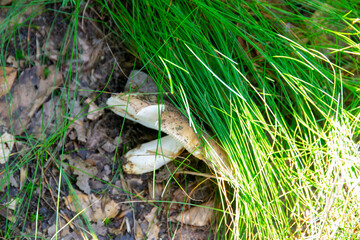 mushroom in a natural background . High quality photomushroom in a natural background . High quality photo. 