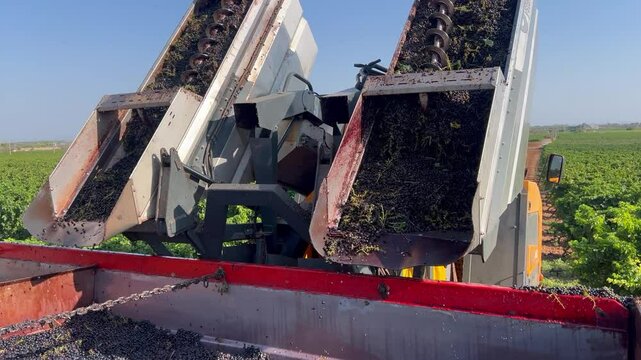 GRAPE HARVESTER, UNLOADING GRAPES FROM TANKS