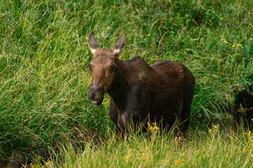 Moose in the meadow