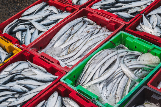 Assortment of fresh sea fish at the Asian seafood street market on the counter in Vietnam in Asia