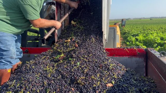 GRAPE HARVESTER, OPERATOR WHILE HELPING UNLOAD THE GRAPES FROM THE TANKS