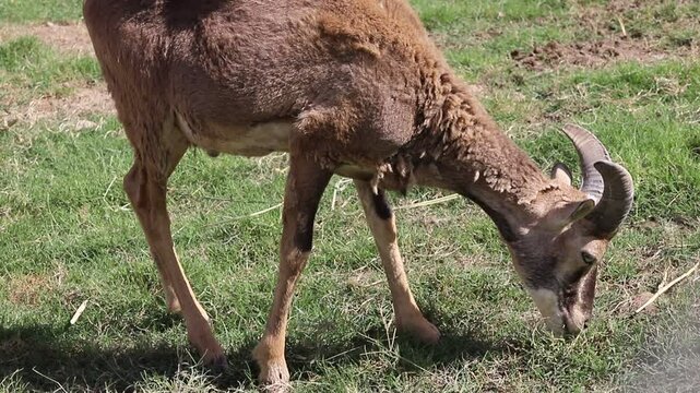 European mouflon In Multan Zoo. Mountain goat with curled horns. In the zoo enclosure. european mouflon chews and eats on a sunny day. Beautiful 4K Footage.	