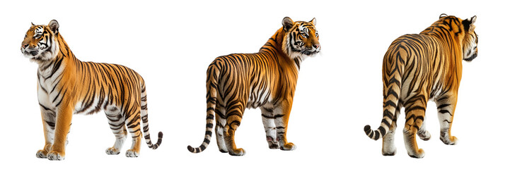Set o f Royal tiger stand back view isolated on a transparent background