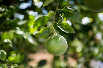 Lime hanging on a branch with green leaves in background