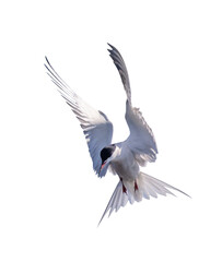 fast free flight of isolated on white large sterna