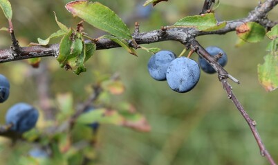 Prunellier, fruit  du prunellier (Prunus spinosa) mûrissant  dans la nature