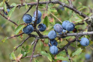Prunellier, fruit  du prunellier (Prunus spinosa) mûrissant  dans la nature