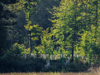 Aufforstung im Mischwald durch anpflanzen von jungen Laubbäumen