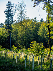 Aufforstung im Mischwald durch anpflanzen von jungen Laubbäumen