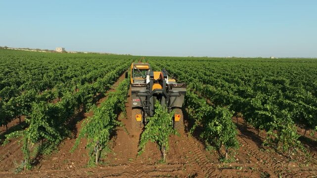 GRAPE HARVESTER, REAR VIEW WHILE HARVESTING WITH THE FARM IN THE BACKGROUND