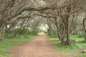 a forest path surrounded by trees