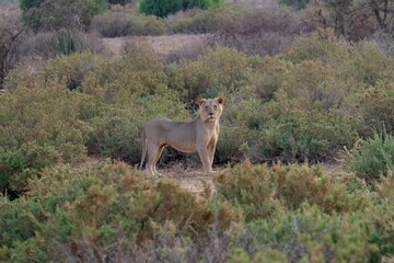 Young lion, with light fur, looking at the camera