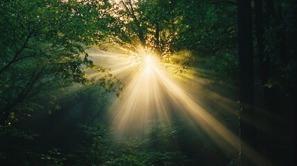 Fototapeta premium Sunbeams Filtering Through a Dense Forest Canopy