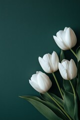 Beautiful white tulips arranged elegantly against a dark green background in a tranquil setting © ArtCookStudio