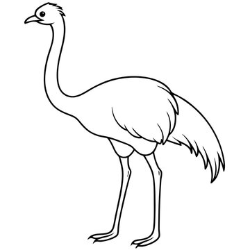 Graceful Emu Tall and Sleek Vector Design