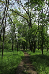 path in the green forest