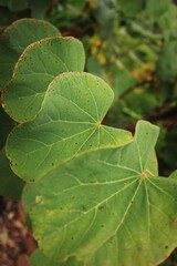 close up of a green leaf