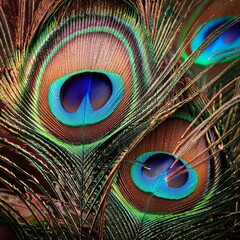 Obraz premium Peacock feathers creating a colorful and detailed background