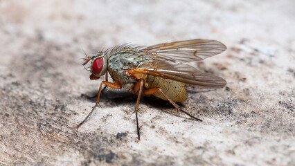close up of a fly
