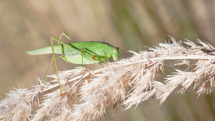 grasshopper on the grass