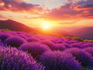 Tranquil Beauty of Lavender Fields at Sunset - Hyperrealistic Landscape Photography of Rolling Hills with Blooming Purple Lavender Flowers