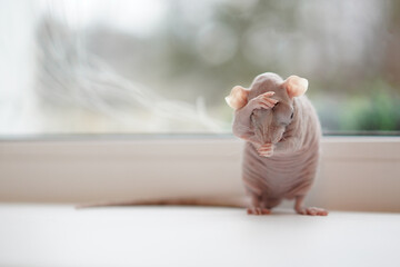 The rat washes himself. She covered her eyes with her paws