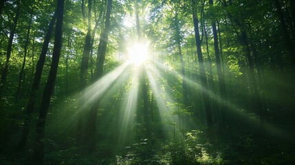 Sunbeams Streaming Through a Dense Forest
