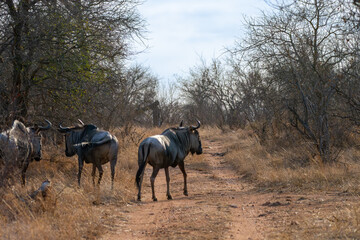 Wildebeests Greater Kruger South Africa