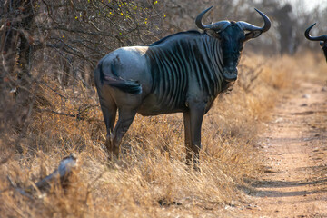 Wildebeests Greater Kruger South Africa