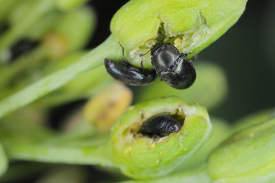 Winter rapeseed flowers damaged by beetles Brassicogethes, formerly Meligethes, aeneus. It is an common pest, pollen beetle.