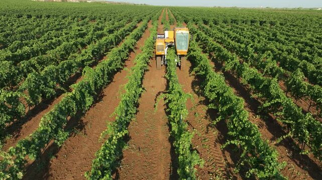 GRAPE HARVESTER, FRONT VIEW FROM ABOUT 10m WHILE HARVESTING