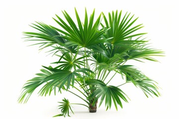 A fresh pindo palm isolated on white