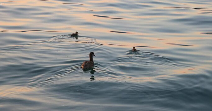 The red-crested pochard (Netta rufina) with chicks, female of large diving duck on Lake Garda in Italy, Europe.