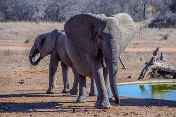 Obraz premium Elephants, Klaserie Reserve, Greater Kruger