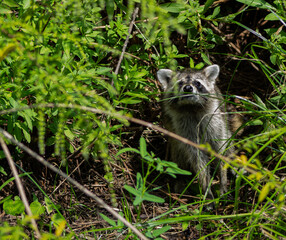 Obraz premium Curious Raccoon in the Wilderness