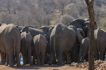 Elephants, Klaserie Reserve, Greater Kruger