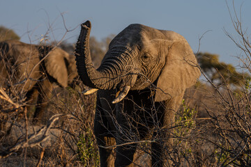 Elephants, Klaserie Reserve, Greater Kruger