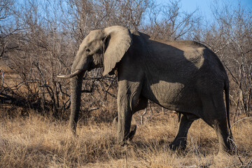 Fototapeta premium Elephants, Klaserie Reserve, Greater Kruger