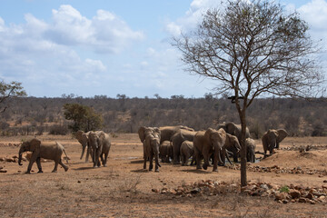 Elephants, Klaserie Reserve, Greater Kruger