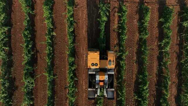 GRAPE HARVESTER, VIEW FROM ABOVE WHILE HARVESTING