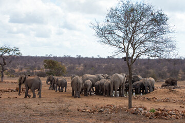 Fototapeta premium Elephants, Klaserie Reserve, Greater Kruger