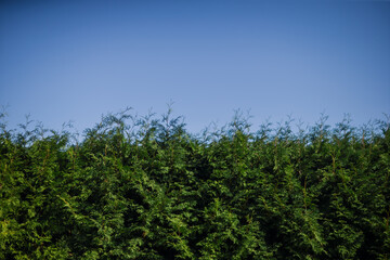 Obraz premium Evergreen hedges in warm sun with blue skies over the background