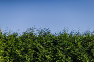 Evergreen hedges in warm sun with blue skies over the background