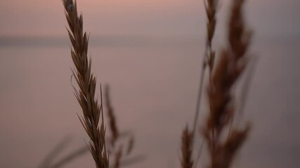 a spike of grass in the wind near the sea at a red-pink sunset