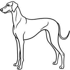 Elegant Great Dane Tall, Proud, and Slim Vector Art