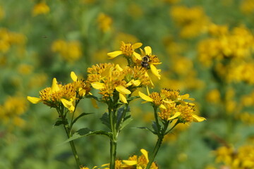 Bee sitting on the bloom of the Yellow Wingstem flower