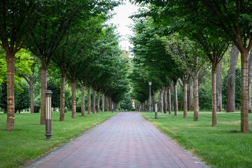 Green alley with trees in the park - tiles footpath, leaving in perspective into the park, ground lights and trees plants in a row along the walkway