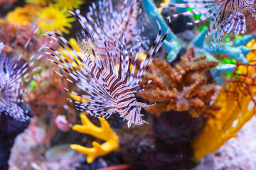 Diverse Marine life and fresh water fishes on display at the Namma Bengaluru Aquarium in Karnataka India
