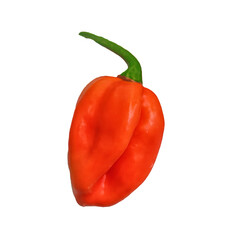Habanero chilis isolated on white background. Fresh ripe Caribbean Red Habanero hot chili pepper with green stem.