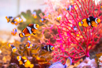 Diverse Marine life and fresh water fishes on display at the Namma Bengaluru Aquarium in Karnataka India